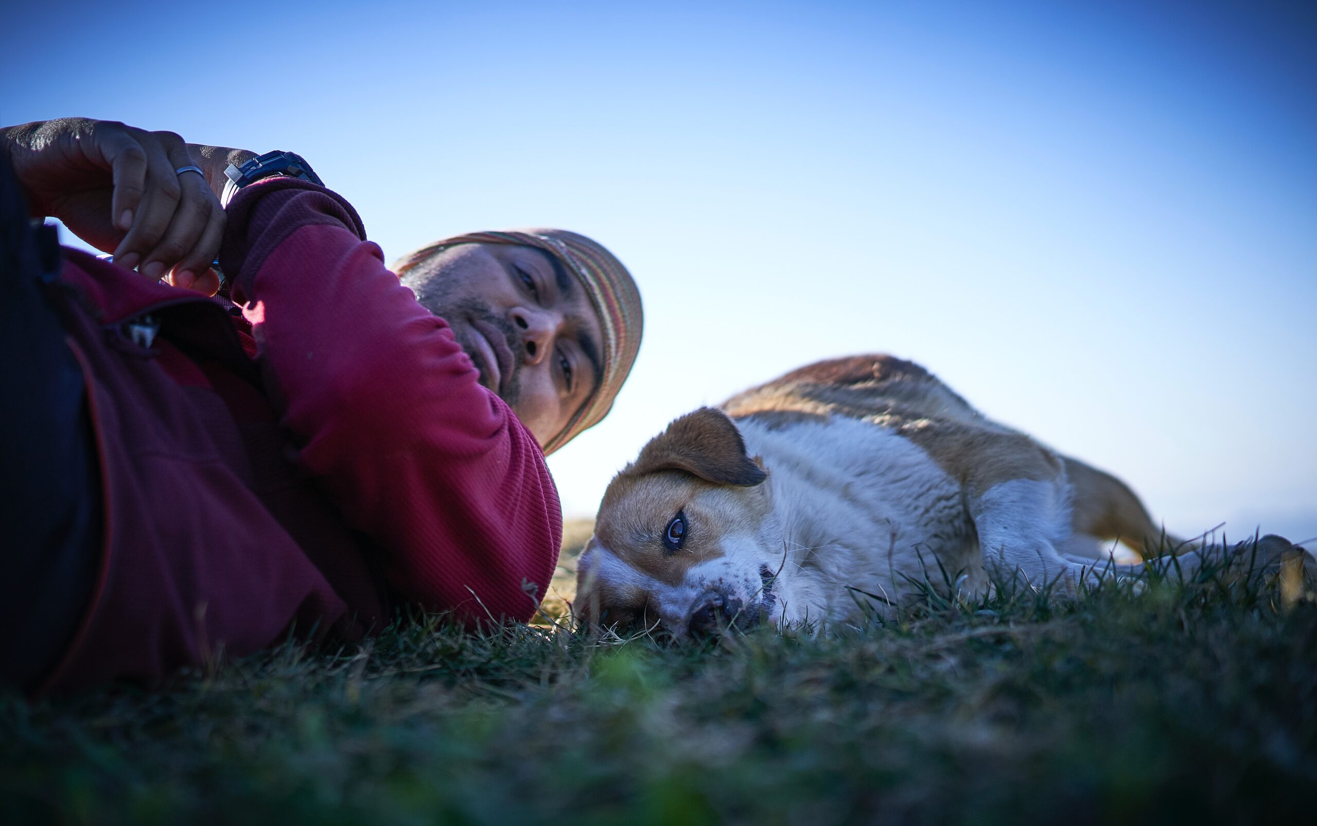 macro photography of man wearing jacket lying on grass near short-coated white and brown dog